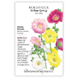 Hollyhock Indian Spring