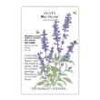 Salvia Blue Victory