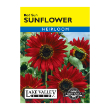 Sunflower Red Sun Heirloom