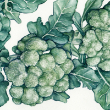 Calabrese (Ital. Green Sproutng)