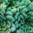 Tatsoi