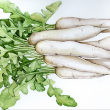 Daikon Miyashige White