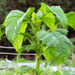 Callaloo Amaranth Greens