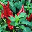 Hungarian Paprika