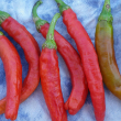 Cayenne Carolina