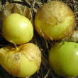 Tomate Verde
