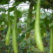 Cucuzzi (Zuchetta Guinea Bean)