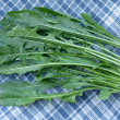 Chicory Catalogna