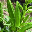 Cajun Jewel