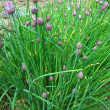 Chives