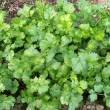 Cilantro (Coriander)