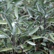 Sage Common