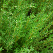 Thyme German Winter