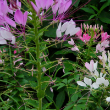 Queen Cleome