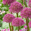 ALLIUM 'OSTARA' 1G