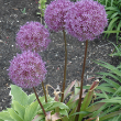 ALLIUM 'PINBALL WIZARD' 1G