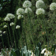 ALLIUM 'MOUNT EVEREST' QT