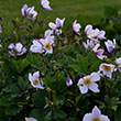 ANEMONE 'WHIRLWIND' 1G
