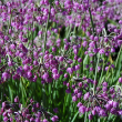 ALLIUM 'CAERULEUM' 1G