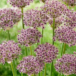 ALLIUM 'STARLIGHT' 1G