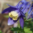 Aquilegia Hybrida 'Spring Magic Blue & White'