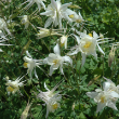 AQUILEGIA X KRISTALL 1Q