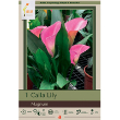CALLA MAGNUM