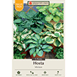 HOSTA MIX VALUE PACK