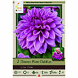 DAHLIA LILAC TIME