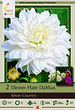 DAHLIA SNOW COUNTRY