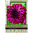 DAHLIA CAPROZ PIZZAZZ