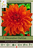 DAHLIA PRINCE OF ORANGE