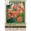 LILY TIGRINUM SPLENDENS