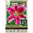 LILY STARGAZER