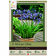 AGAPANTHUS BLUE
