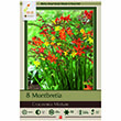 CROCOSMIA MIX