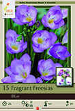 FREESIA SINGLE BLUE
