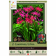 NERINE SARSIENSIS RED