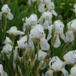 BEARDED IRIS ASSORTED