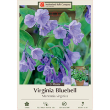 MERTENSIA VIRGINICA