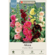 HOLLYHOCK MIX