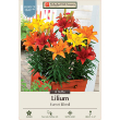 LILY ASIATIC SUNSET MIX