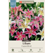 LILY FRAGRANT MIX