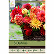 DAHLIA ALL IN ONE MIX