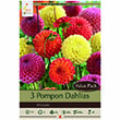 DAHLIA POMPON BLEND