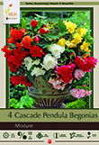 BEGONIA PENDULA MIX