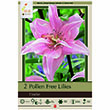 LILY ASIATIC ELODIE DOUBLE