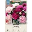 PAEONIA COTTON CANDY MIX 2/3 EYE