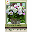BEGONIA SUPERBA WHITE