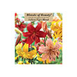 LILY TIGRINUM MIX